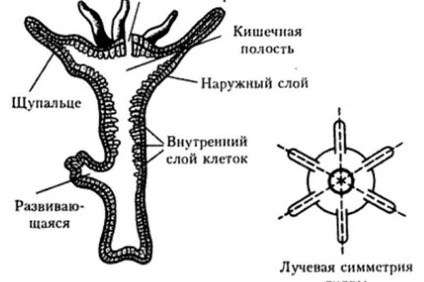 Кракен зеркало на сегодня